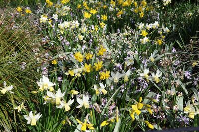 Eine Blumenwiese mehrj�hrig anlegen mit Blumenzwiebeln