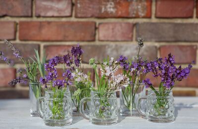 >Lavendelsirup Rezepte und die besten Lavendelsorten f�r den Sirup