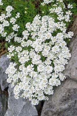 Iberis sempervirens, Immergrne Schleifenblume