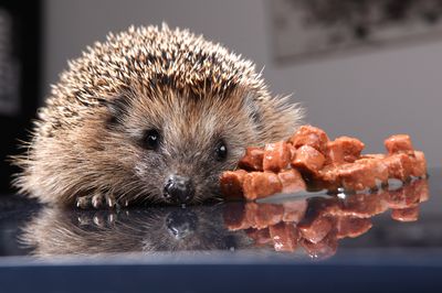 Igel füttern oder nicht? Das sollten Sie beachten