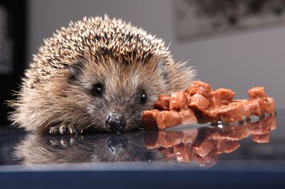 Igel f&uuml;ttern oder nicht? Das sollten Sie beachten