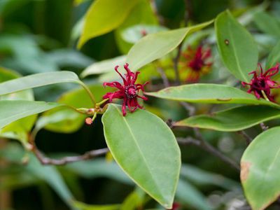 Illicium floridanum - die Florida Sternanis Pflanze