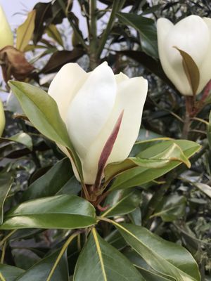 Magnolie grandiflora