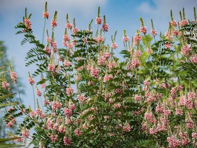 Der Indigostrauch Indigofera heterantha - Blütenfülle aus dem Himalaya
