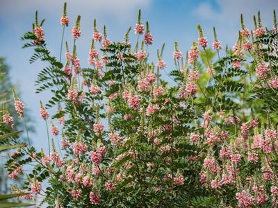 Der Indigostrauch Indigofera heterantha - Bltenflle aus dem Himalaya