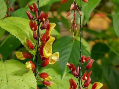 Thunbergia mysorensis - die Himmelsblume aus Indien