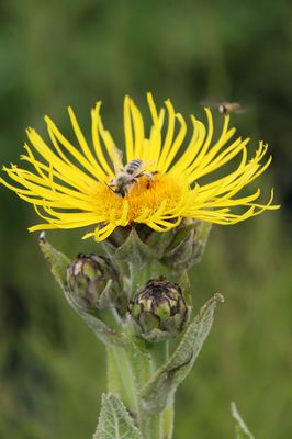 Inula helenium