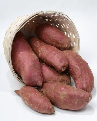 Süsskartoffel Sakura (Ipomoea batatas)