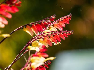 Die Sternwinde Ipomoea iobata - die Bltenpracht der 'Spanischen Flagge'