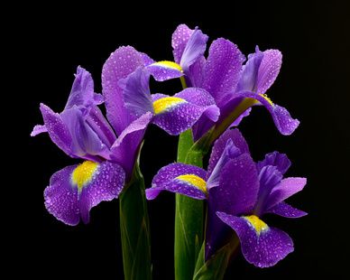 Schwertlilie, Iris Blume &ndash; Pflege, Standort und Vermehrung