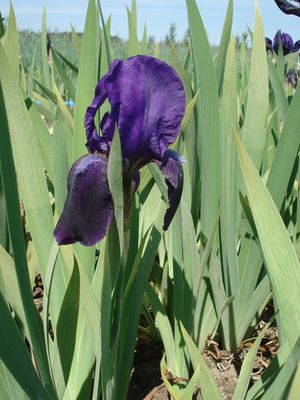 Iris x barbata - elatior 'Eleanore Roosevelt' 