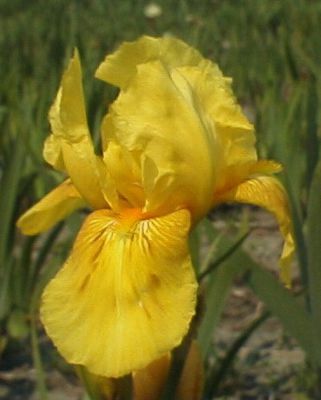 Iris x barbata elatior 'St Crispin'