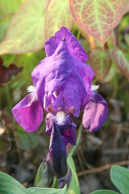 Iris barbata-nana 'Cyanea'