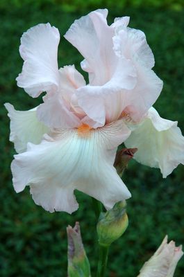 Iris barbata eliator Cherised