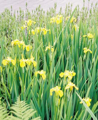 Iris pseudacorus