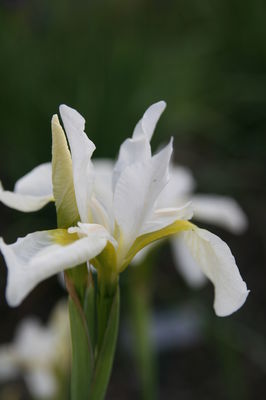 Iris sanguinea 'Snow Queen'