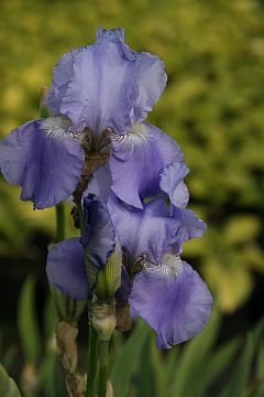Iris x barbata elatior 'Harbor Blue'
