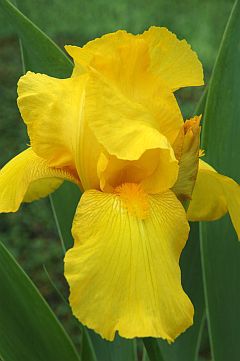 Iris x barbata elatior 'Ola Kala'