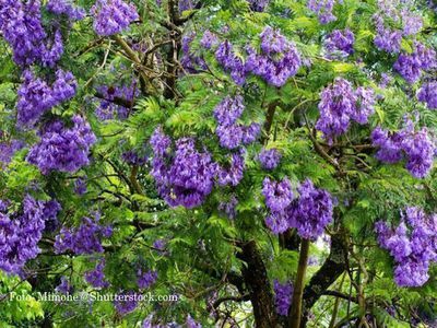 Der Jacarandabaum - das blaue Wunder des Palisander