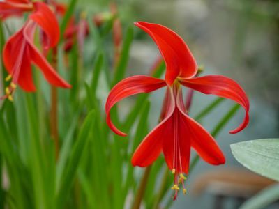 Die Jakobslilie Sprekelia formosissima - feuerrote Blütenschönheit aus Mexiko