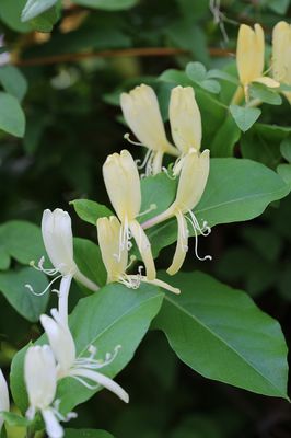 Japanisches Geissblatt 'Halliana'