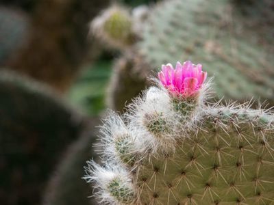 Der Feigenkaktus Opuntia ficus-indica - ein stacheliger Star