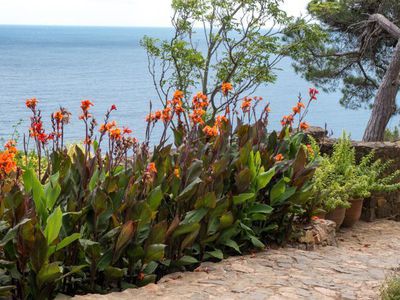 Canna berwintern - Winterschutz fr das indische Blumenrohr