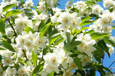 Jasmin, Jasminum &ndash; Pflegen, Schneiden &amp; &Uuml;berwintern