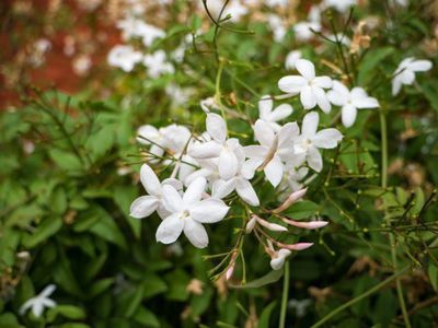 Jasminum polyanthum, der wunderbar duftende Zimmerjasmin