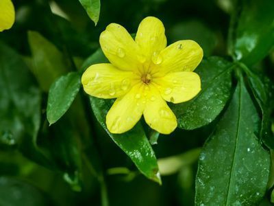 Der Primeljasmin Jasminum mesnyi - gelbe Blüten in Hülle und Fülle