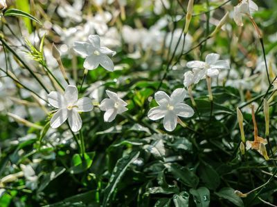 Jasminum officinale - weiße Duftwolke für jeden Standort