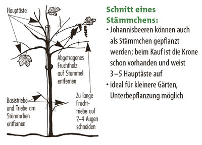 Johannisbeeren Hochstämme schneiden