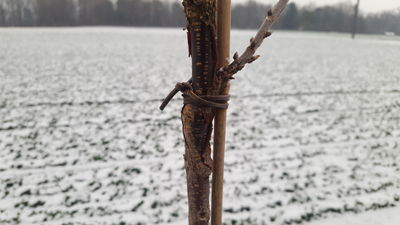 Johannisbeeren Hochstämme Veredelungsstelle