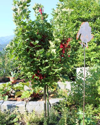 so einfach Johannisbeeren - gehts! schneiden Hochstamm