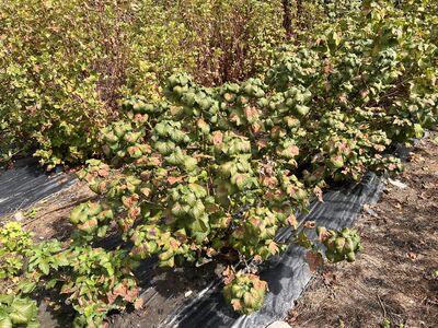 >12 Wochen ohne Regen: Wie gut vertragen Beeren Trockenheit?
