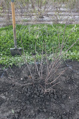 Johannisbeeren umpflanzen - die wichtigsten Schritte einfach erklärt