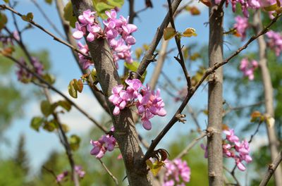 Judasbaum pflanzen, pflegen, vermehren und überwintern