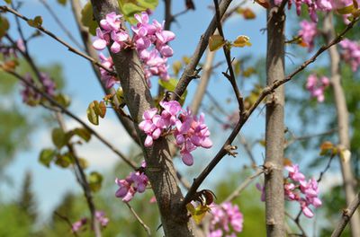 Judasbaum pflanzen, pflegen, vermehren und berwintern