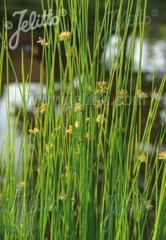 Juncus effusus, Staude, Pppel