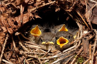 Jungvogel gefunden: Vogelbaby aus dem Nest gefallen