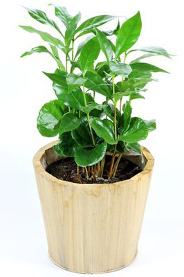 Kaffeepflanze (Coffea) &ndash; Pflege, Schneiden, Umtopfen und &Uuml;berwintern