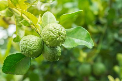 Kaffir Limette – das sollten Sie bei der Pflege beachten