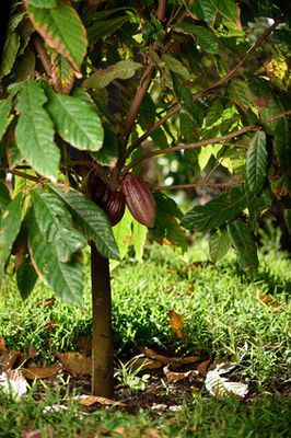Kakaobaum (Theobroma cacao): Steckbrief, Pflanzen, Fr&uuml;chte &amp; Pflege