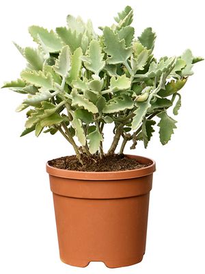 Kalanchoe beharensis 'Oak Leaf', Busch, im 20cm Topf, Hhe 45cm, Breite 30cm