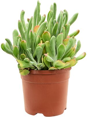 Kalanchoe beharensis 'Oricola', Busch, im 20cm Topf, Hhe 45cm, Breite 30cm