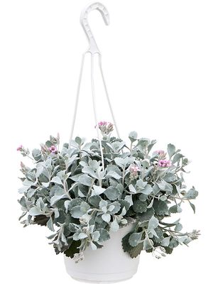 Kalanchoe pumila, Ampel, im 17cm Topf, Hhe 40cm, Breite 25cm