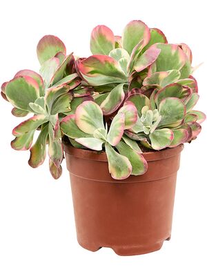 Kalanchoe thyrsiflora 'Variagata', Busch, im 20cm Topf, Hhe 45cm, Breite 30cm