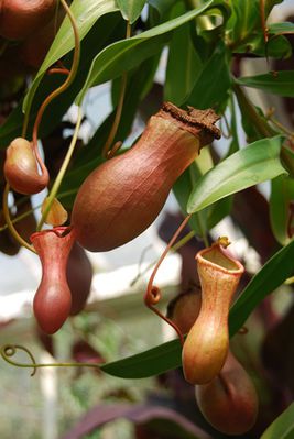Kannenpflanze (Nepenthes): Arten, Haltung &amp; Pflege