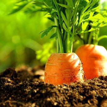 Karotten anbauen: Unsere Tipps wie Sie M&ouml;hren erfolgreich pflanzen, ernten und lagern