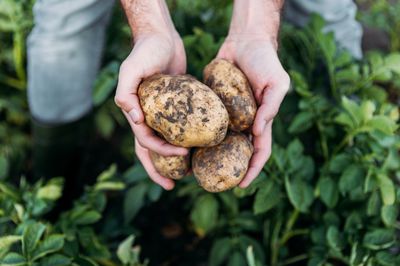 Wann sind Kartoffeln reif zum Ernten?